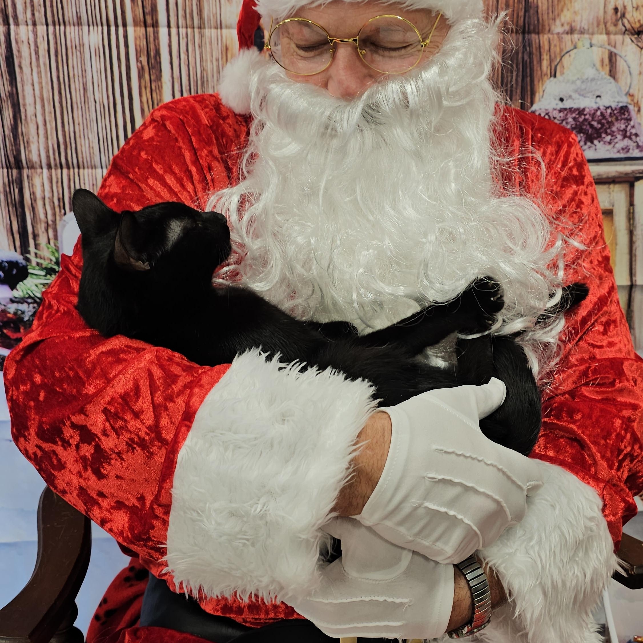 Ash, a Adoptable Domestic Short Hair in Lumberton, NC image 4/6