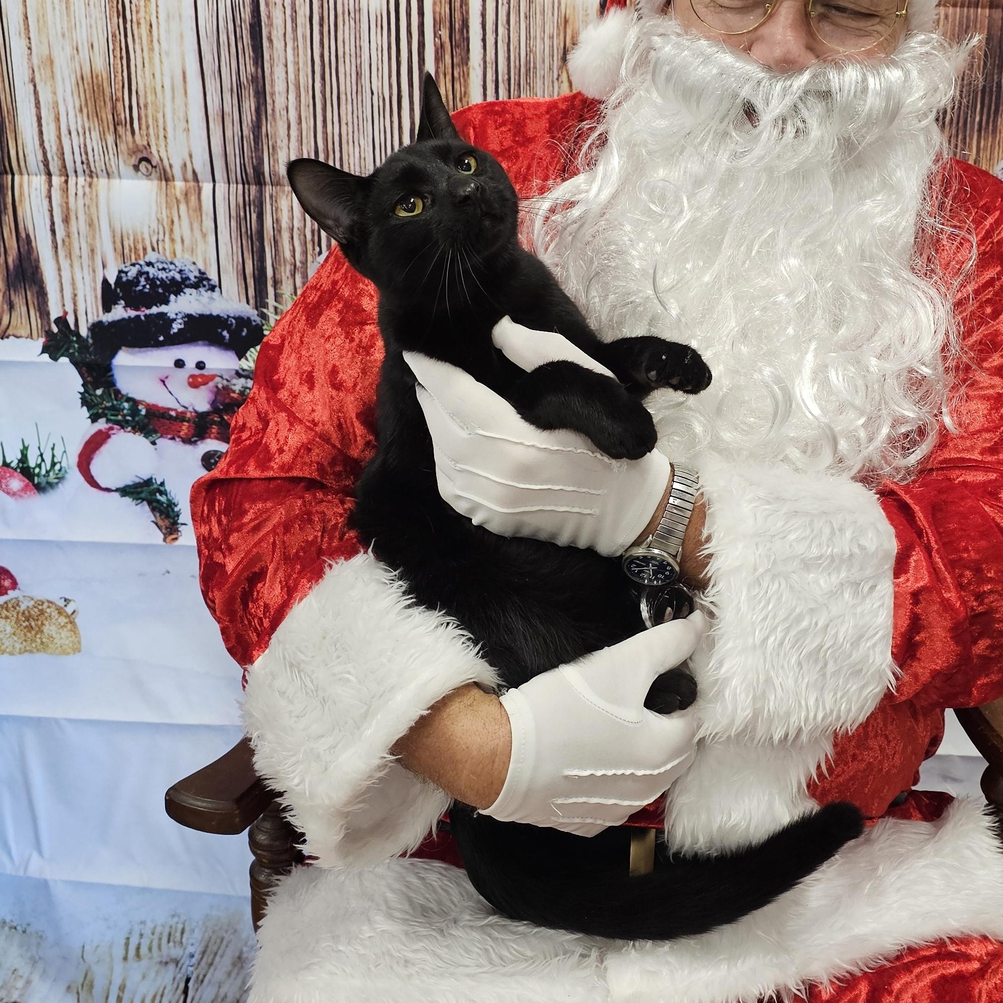 Ash, Adoptable, Young Male Domestic Short Hair.