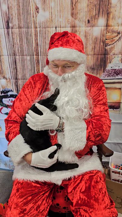 Enlarge Ash, a Adoptable Domestic Short Hair in Lumberton, NC video 6/6