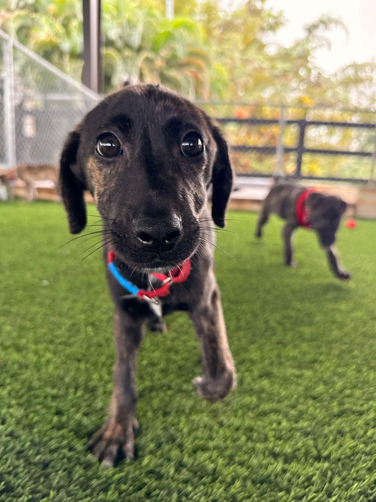 Tigra, Adoptable, Puppy Female Mixed Breed.