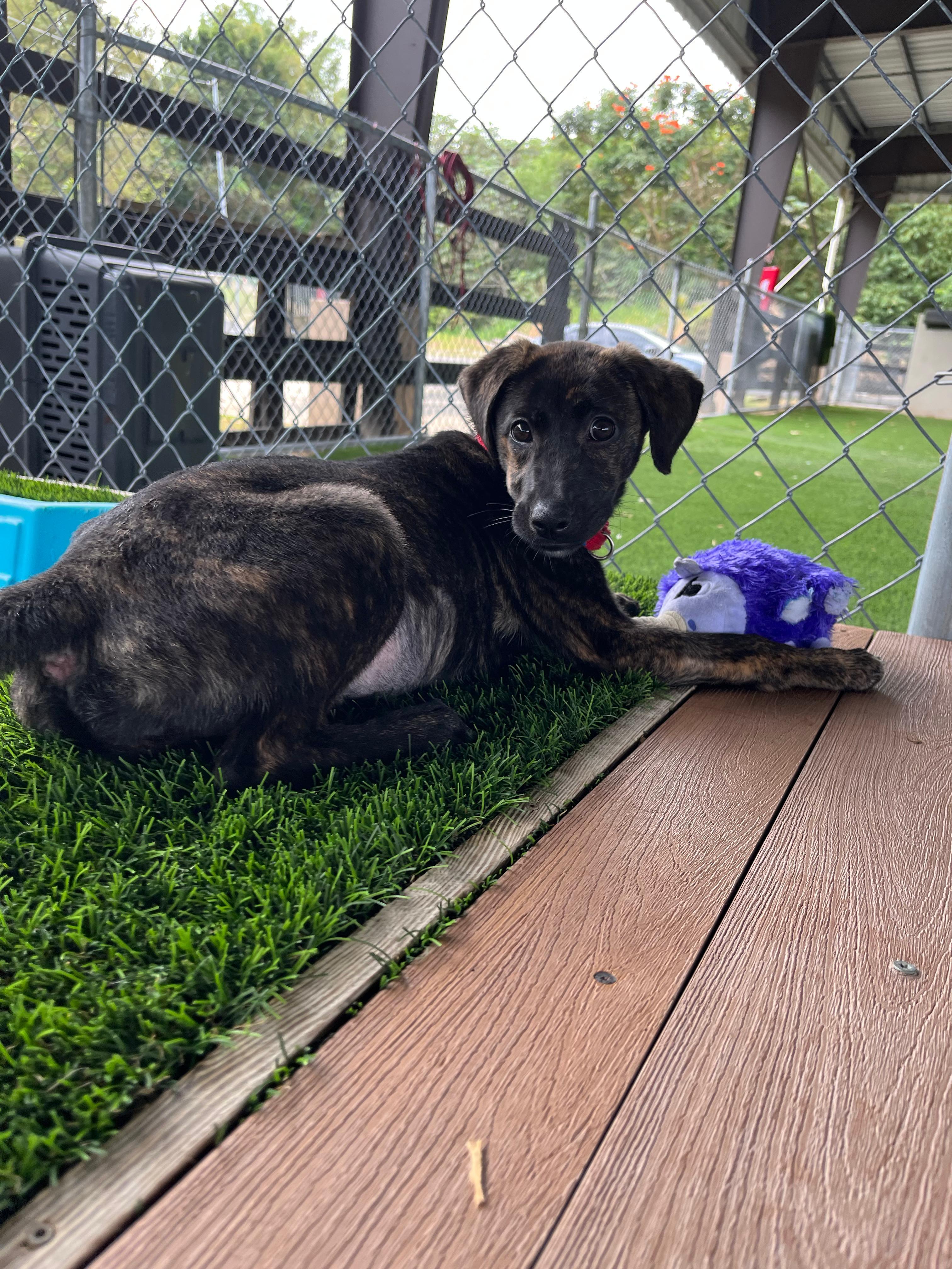 Enlarge Tigra, a Adoptable mixed breed in Brooklyn, NY image 4/4