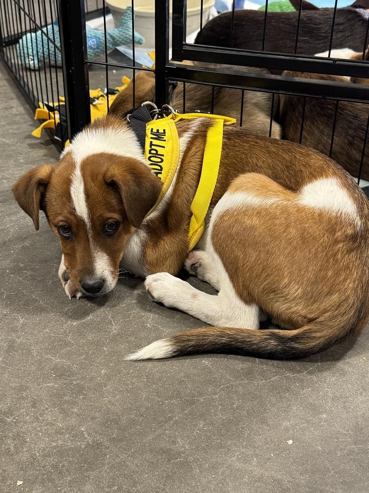 Theodore, a Adoptable mixed breed in Lafayette, CO image 2/6
