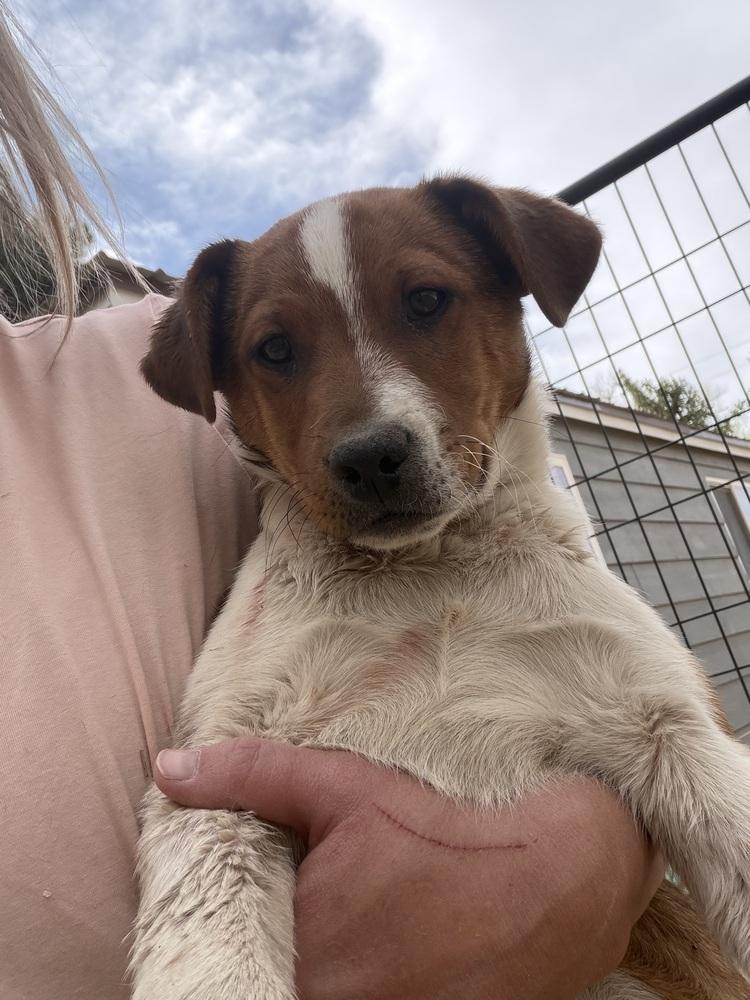 Theodore, a Adoptable mixed breed in Lafayette, CO image 3/6