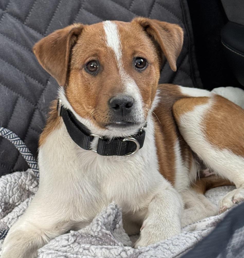 Theodore, a Adoptable mixed breed in Lafayette, CO image 4/6
