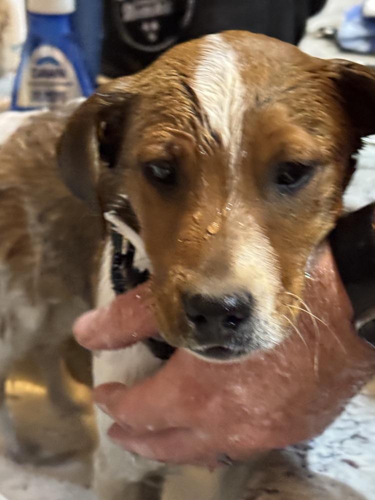 Theodore, a Adoptable mixed breed in Lafayette, CO image 5/6