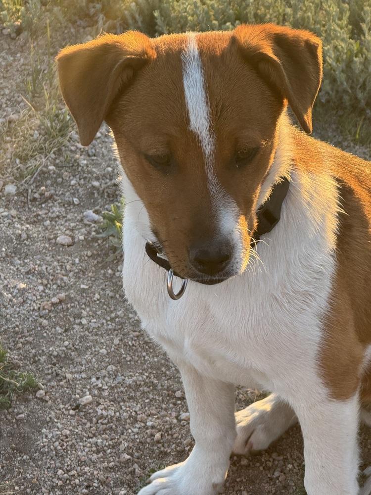Theodore, a Adoptable mixed breed in Lafayette, CO image 6/6