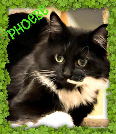 Phoebe, Adoptable, Adult Female Domestic Long Hair.