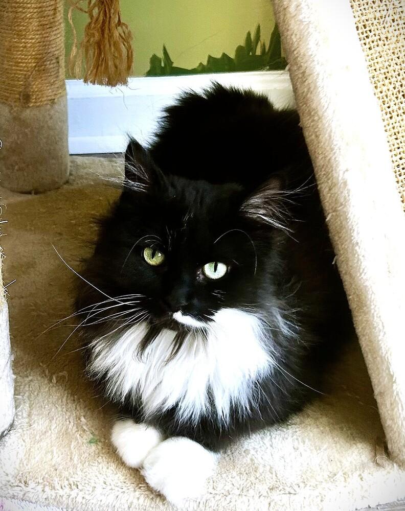 Phoebe, Adoptable, Adult Female Domestic Long Hair.
