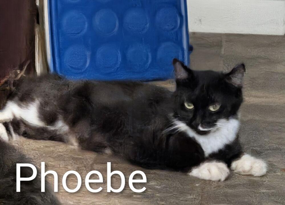 Phoebe, Adoptable, Adult Female Domestic Long Hair.