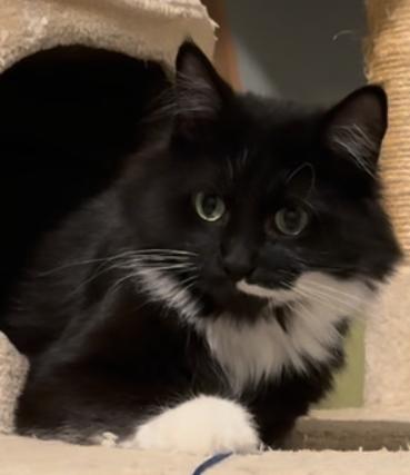 Enlarge Phoebe, a Adoptable mixed breed in Mooresville, NC image 2/2