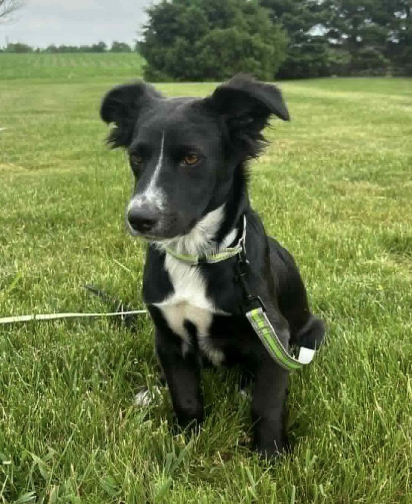 Donnie, Adoptable, Puppy Male Border Collie.