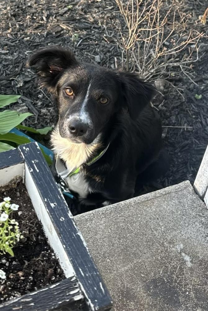 Donnie, a Adoptable mixed breed in Cheektowaga, NY image 2/4