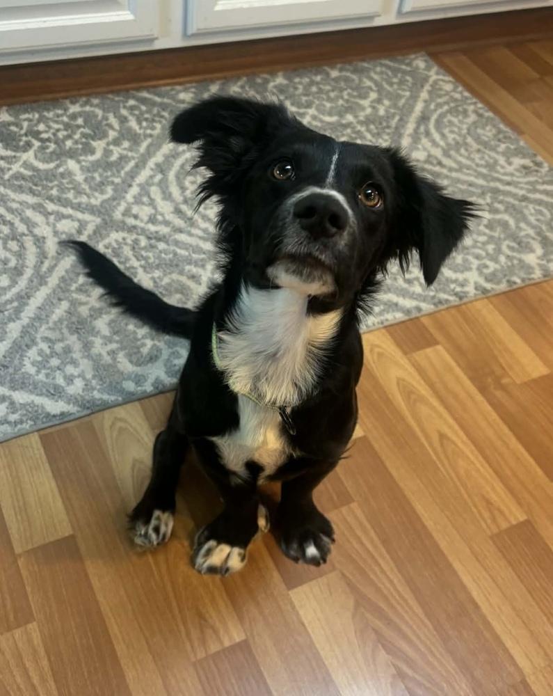 Donnie, a Adoptable mixed breed in Cheektowaga, NY image 3/4