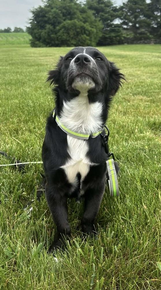 Donnie, a Adoptable mixed breed in Cheektowaga, NY image 4/4