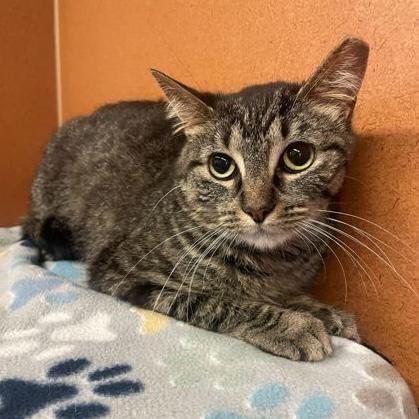 Tabitha, ADOPTABLE, Adult Female Domestic Short Hair.