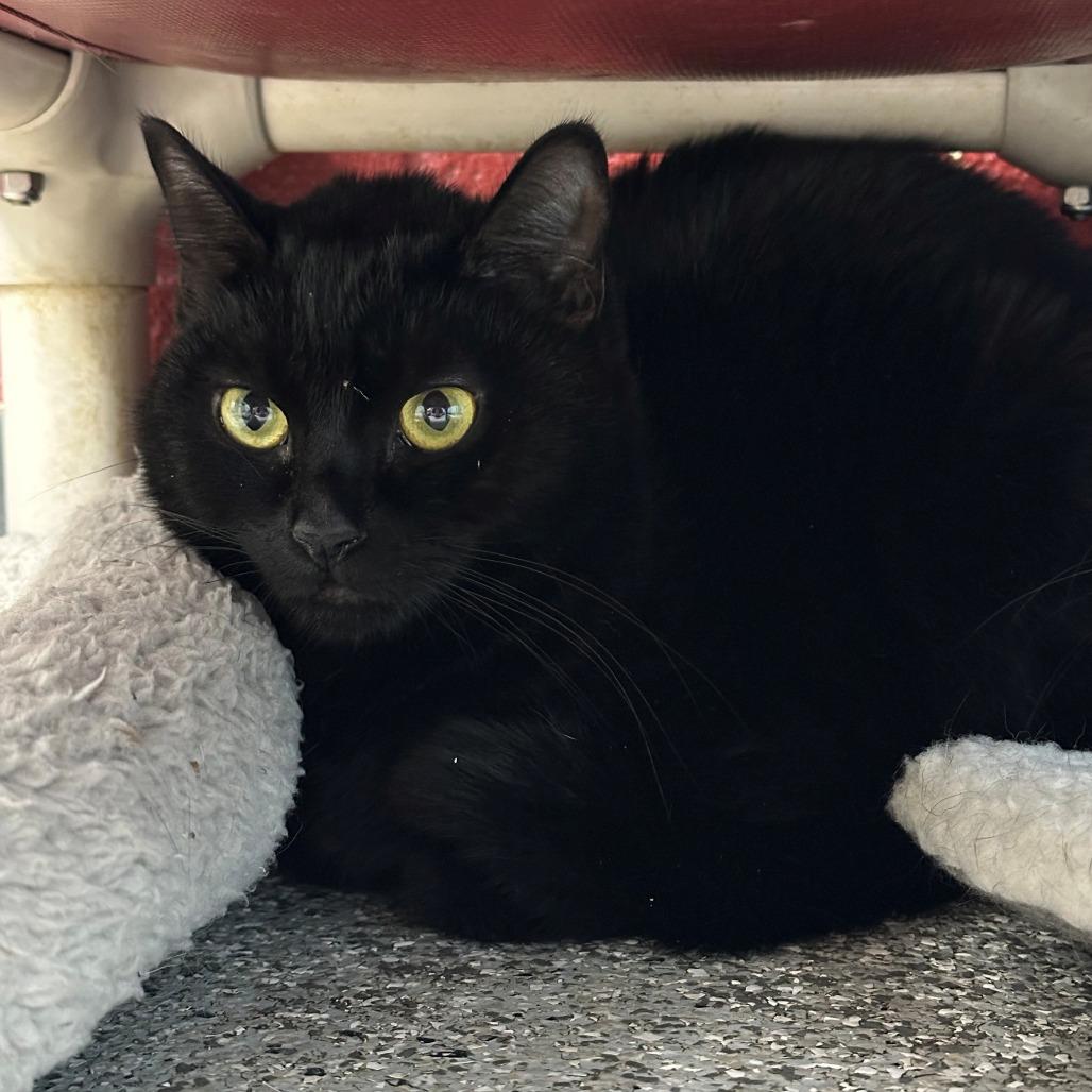 Onyx, Adoptable, Young Female Domestic Medium Hair.