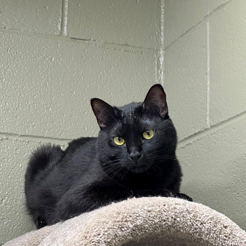 Onyx, a Adoptable Domestic Medium Hair in Coos Bay, OR image 2/3