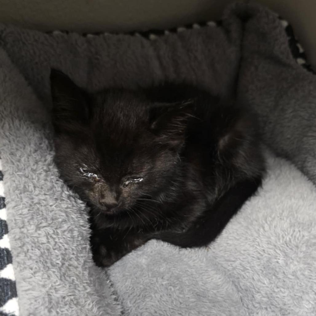 Enlarge Onyx, a Adoptable Domestic Medium Hair in Coos Bay, OR image 2/2