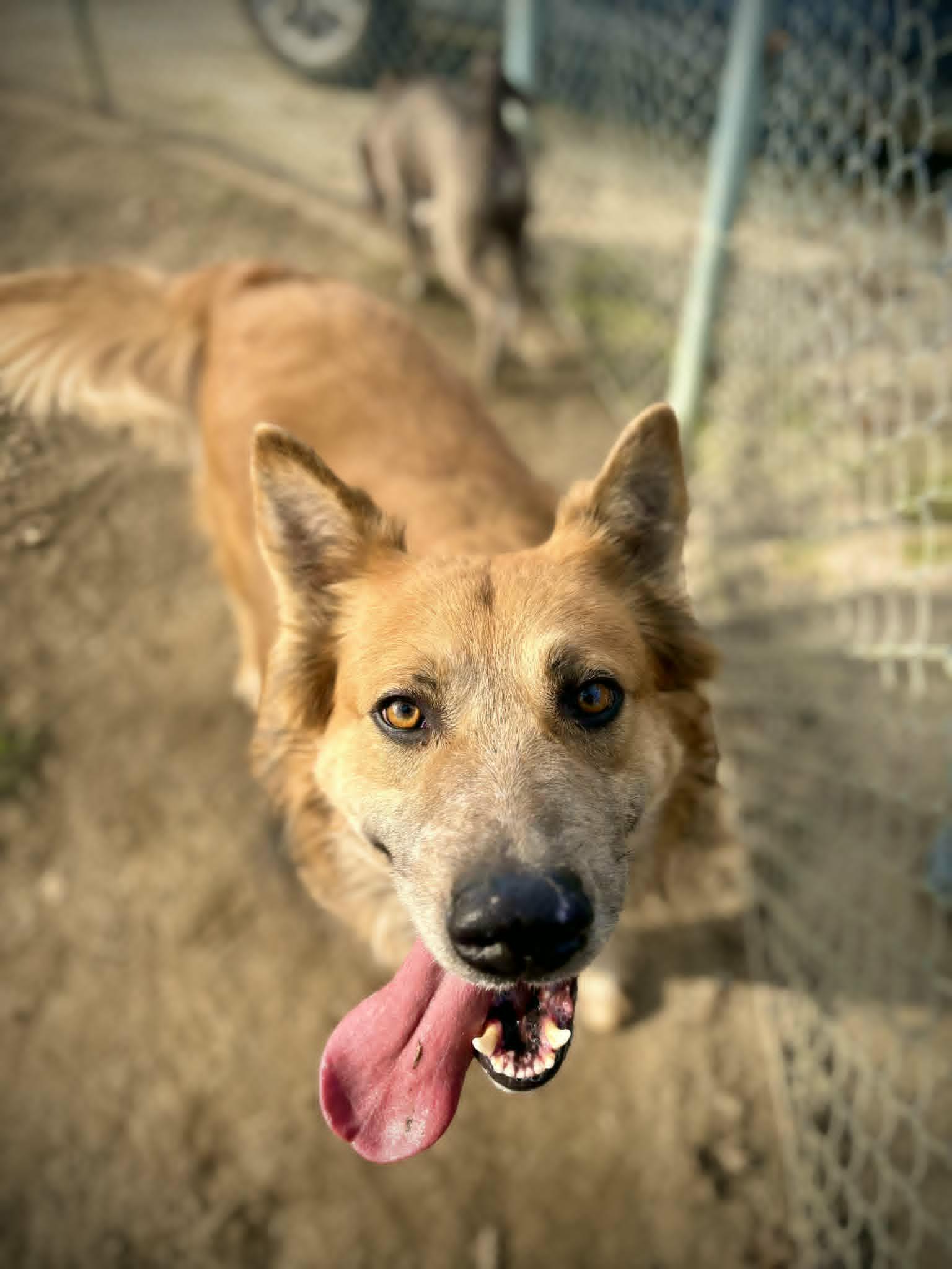 PB, a Adoptable mixed breed in Visalia, CA image 1/3