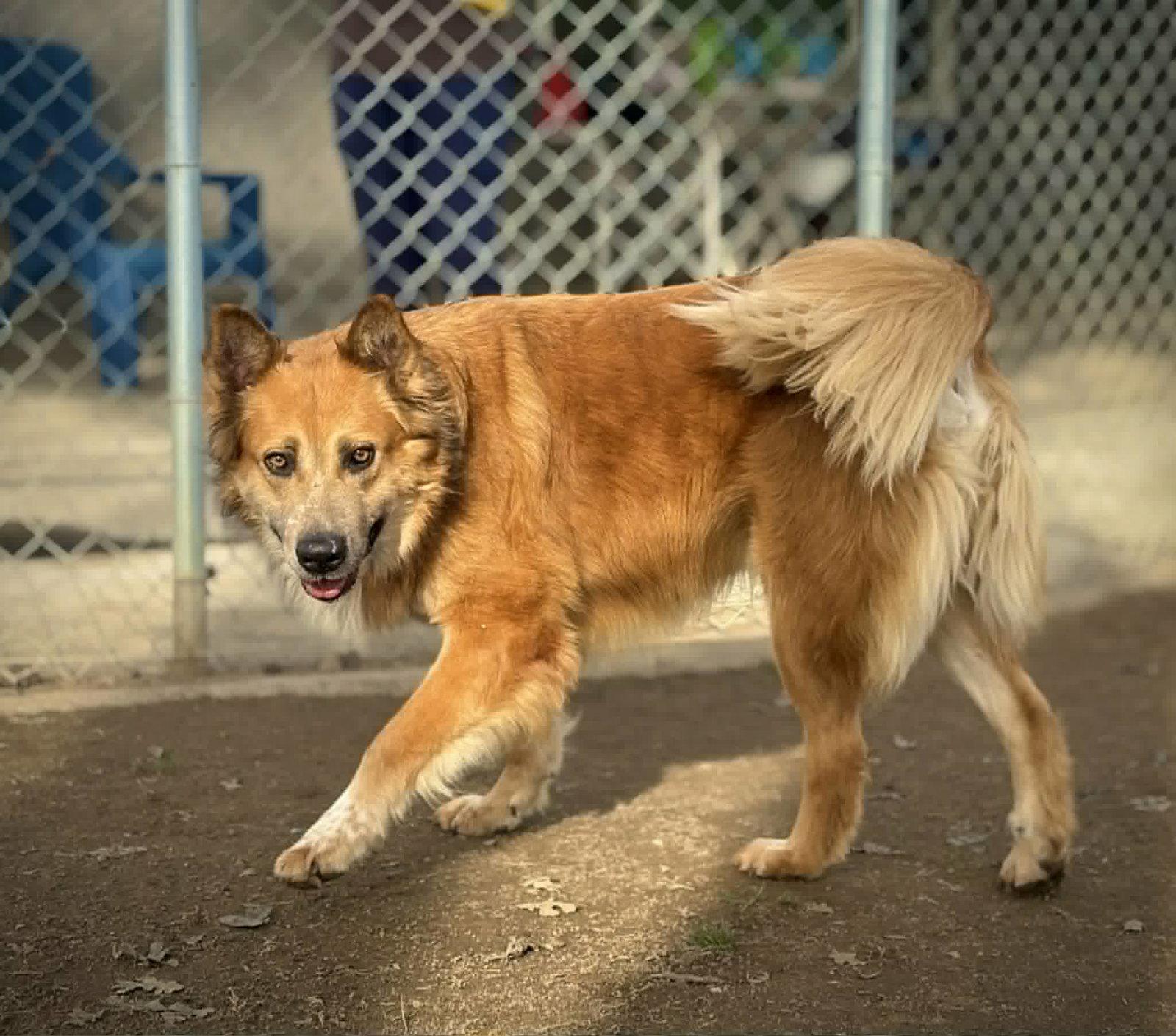 PB, a Adoptable mixed breed in Visalia, CA image 2/3