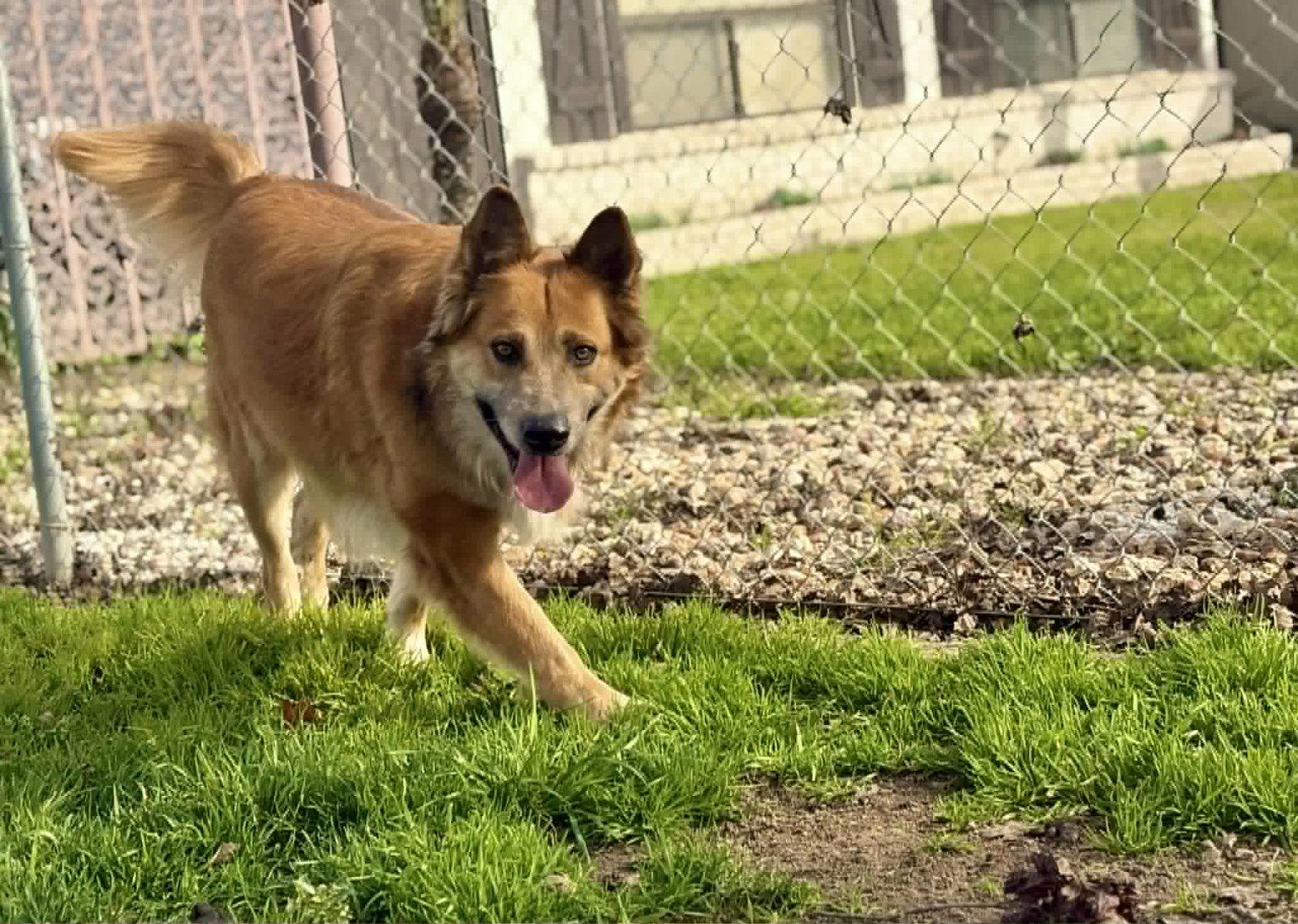 PB, a Adoptable mixed breed in Visalia, CA image 3/3
