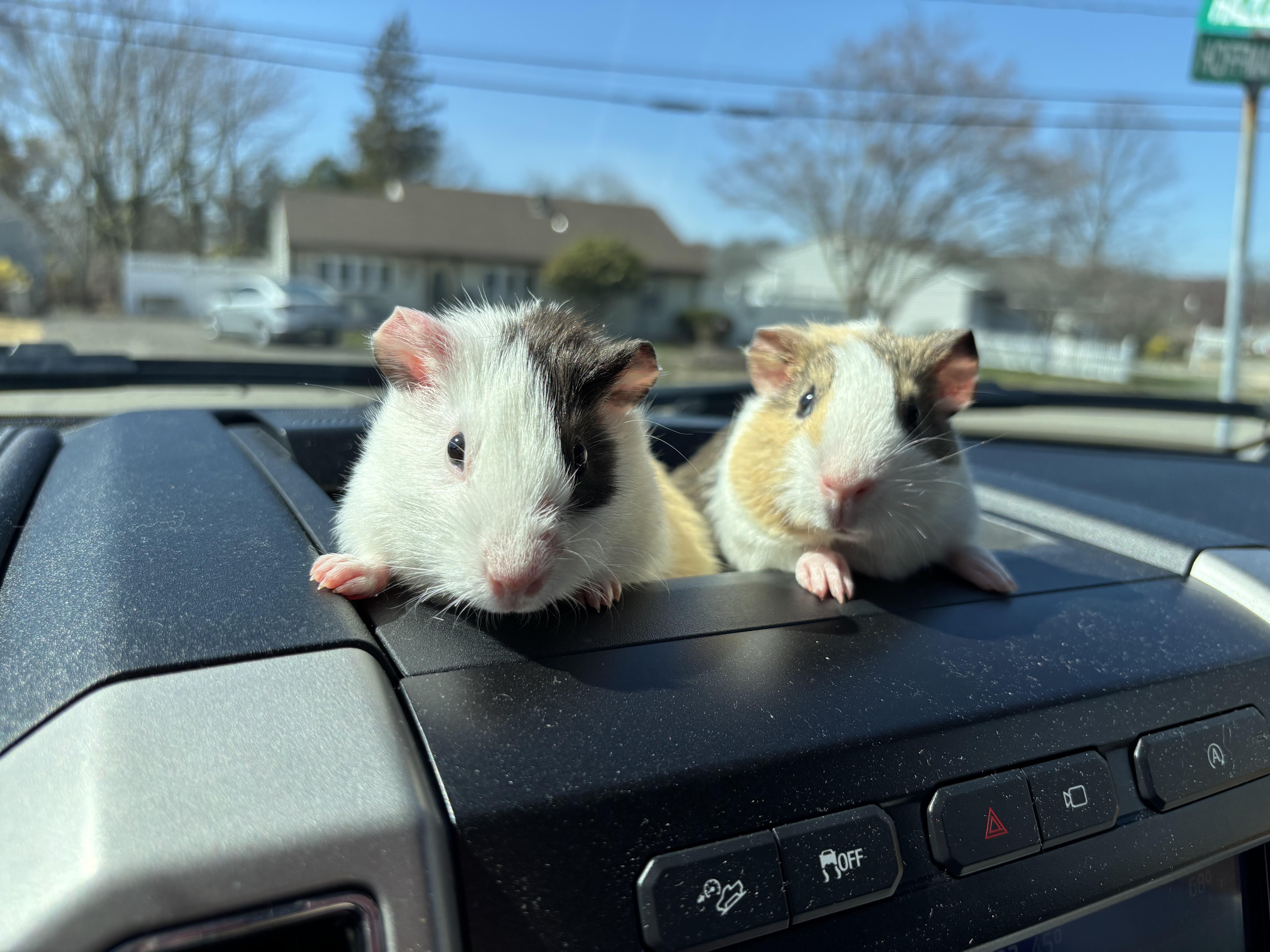 Enlarge M & M, a ADOPTABLE Short-Haired in Paramus, NJ image 1/1