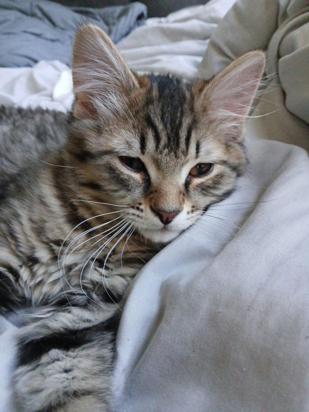 Hibiscus thumbnail 2