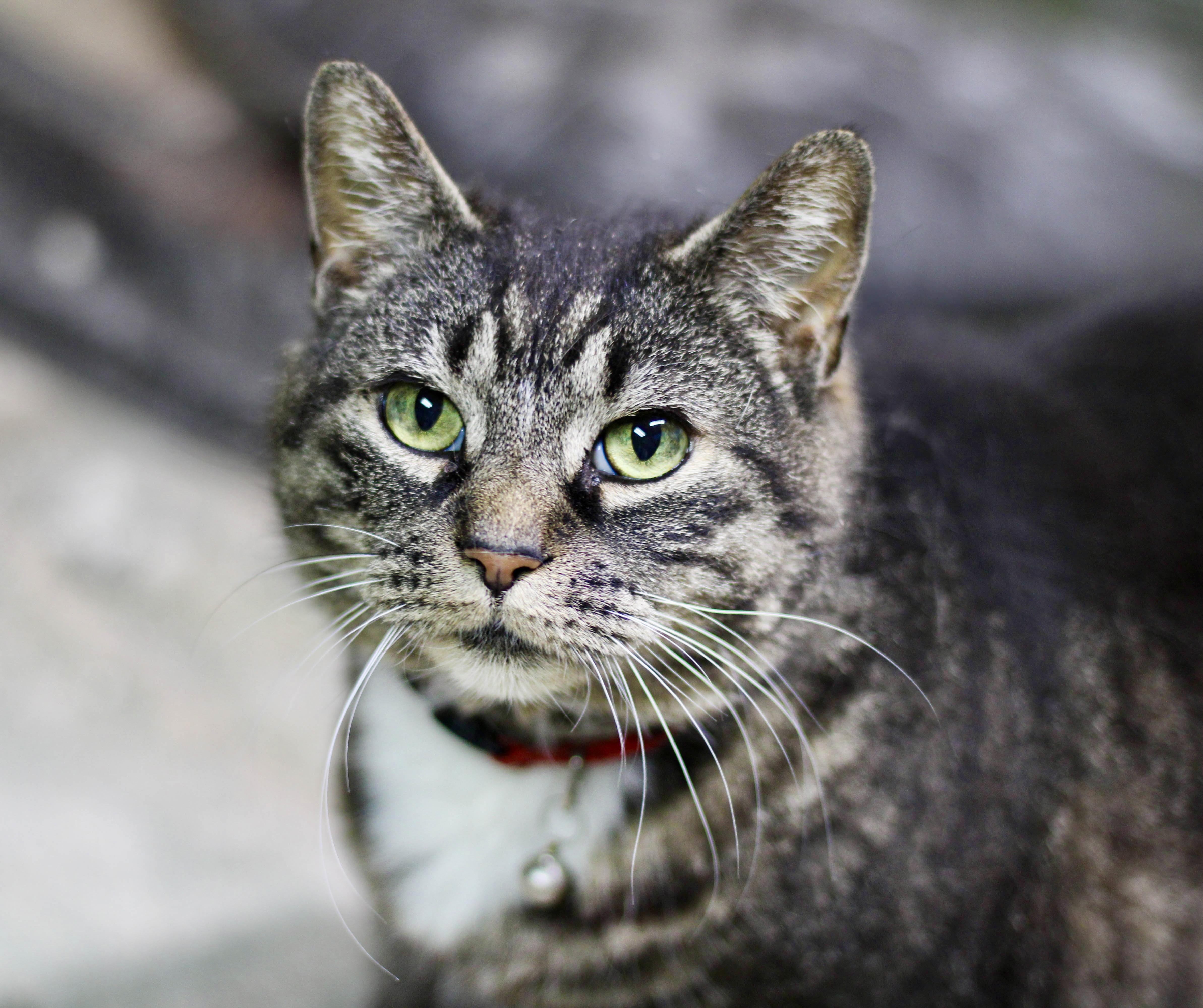 Ari, Adoptable, Senior Female Domestic Short Hair & Tabby.