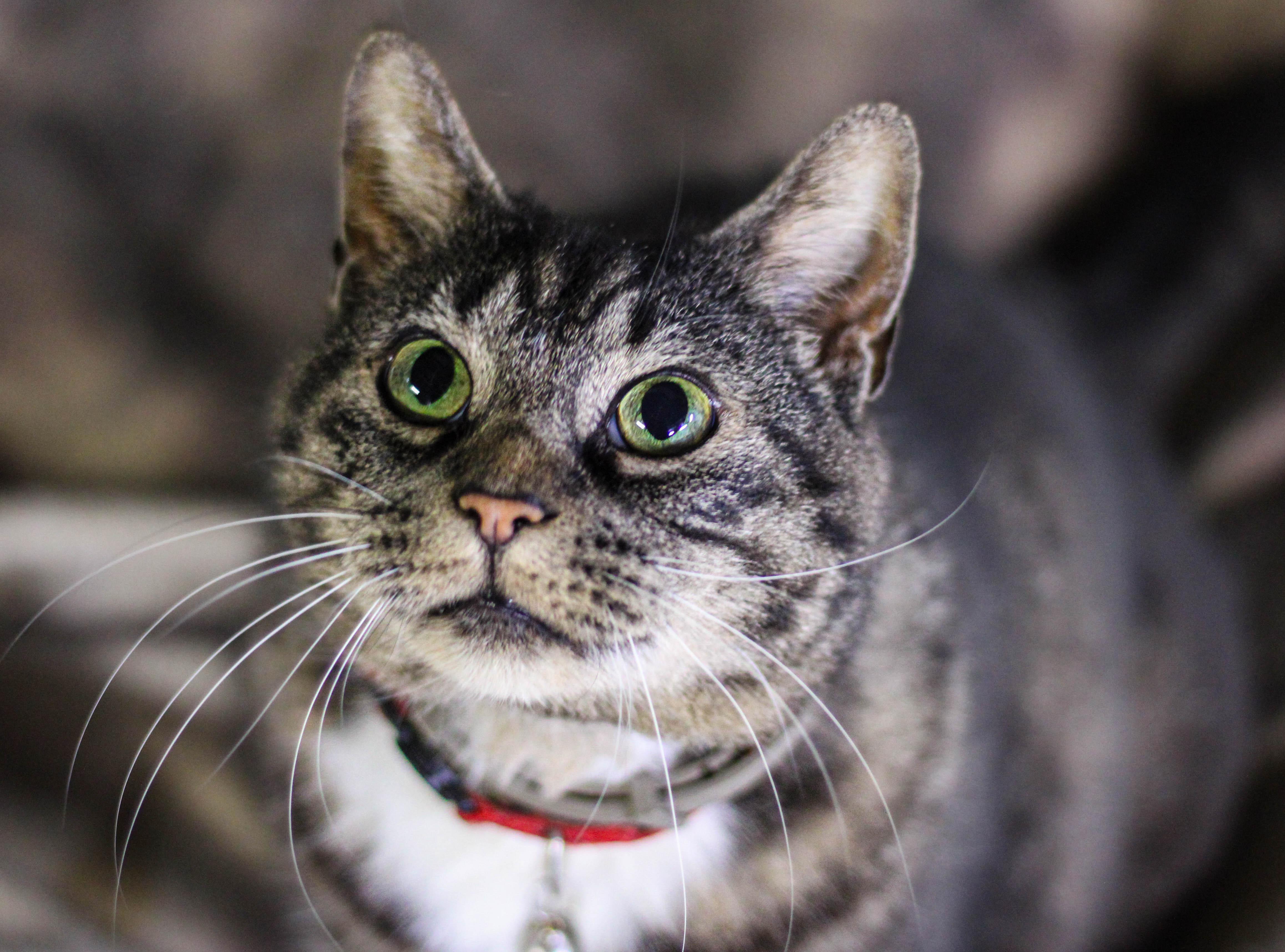 Ari, Adoptable, Adult Female Domestic Short Hair & Tabby.