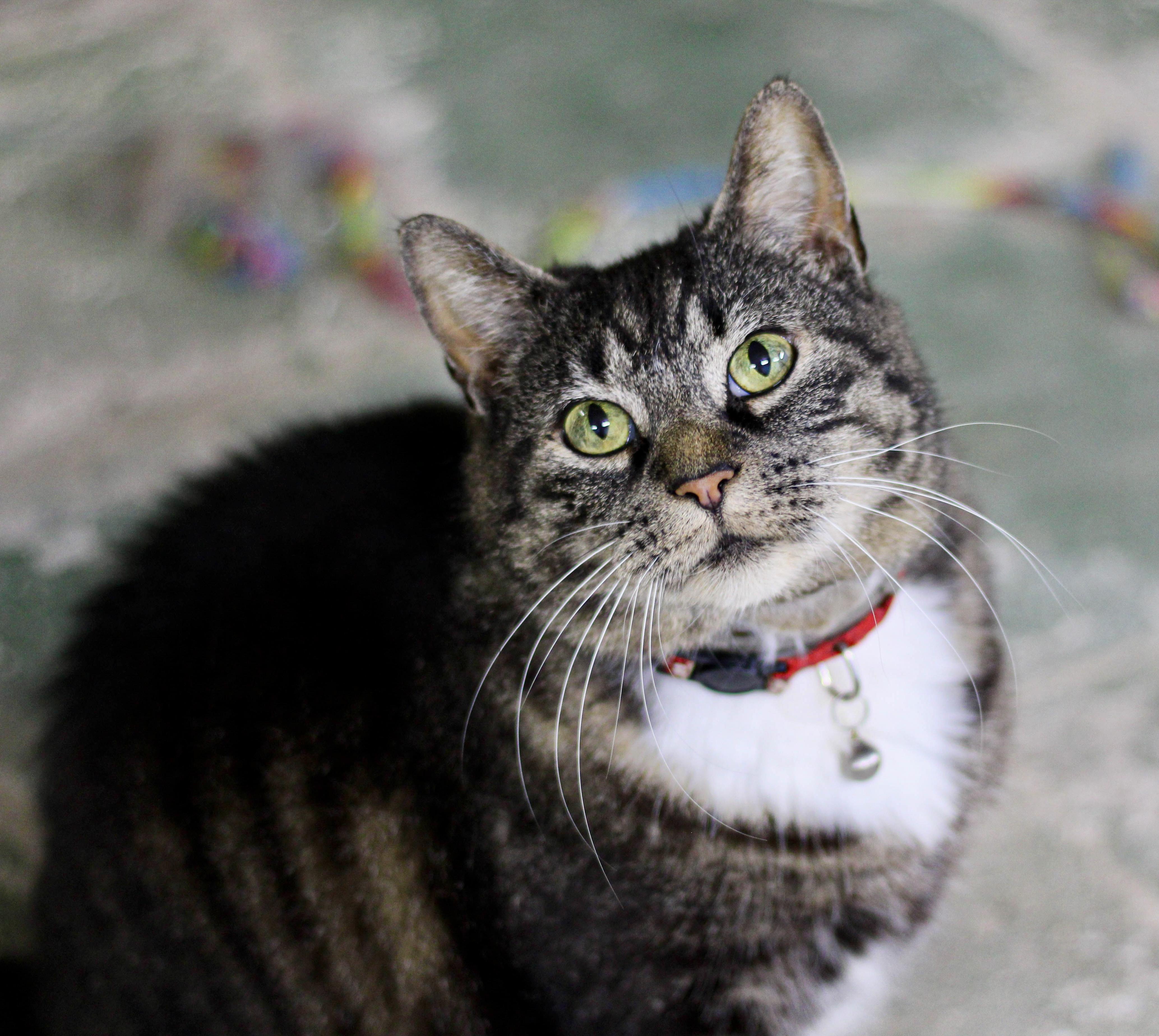 Ari, Adoptable, Adult Female Domestic Short Hair & Tabby.