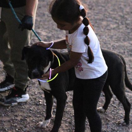 Bucky, Adoptable, Adult Male Mixed Breed & Mixed Breed.