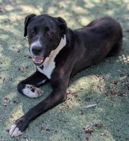 Enlarge Bucky, a Adoptable mixed breed in El Paso, TX image 2/3