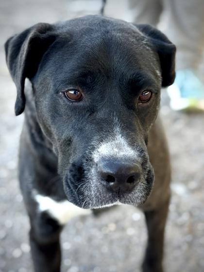 Enlarge Bucky, a Adoptable mixed breed in El Paso, TX image 3/3