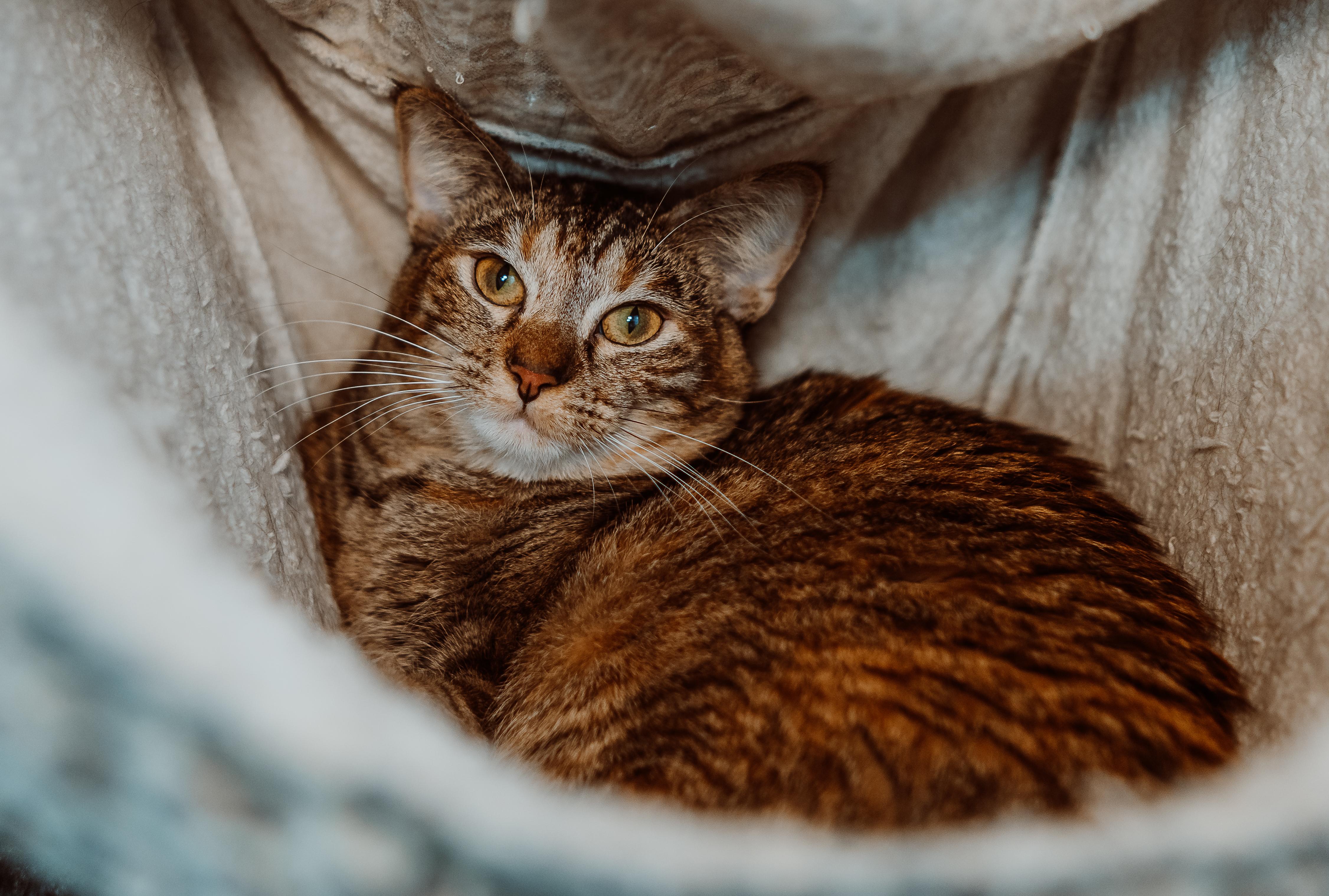 Enlarge Toto & Elphaba - Bonded Pair must be adopted together, a ADOPTABLE Tabby in Le Mars, IA image 1/2
