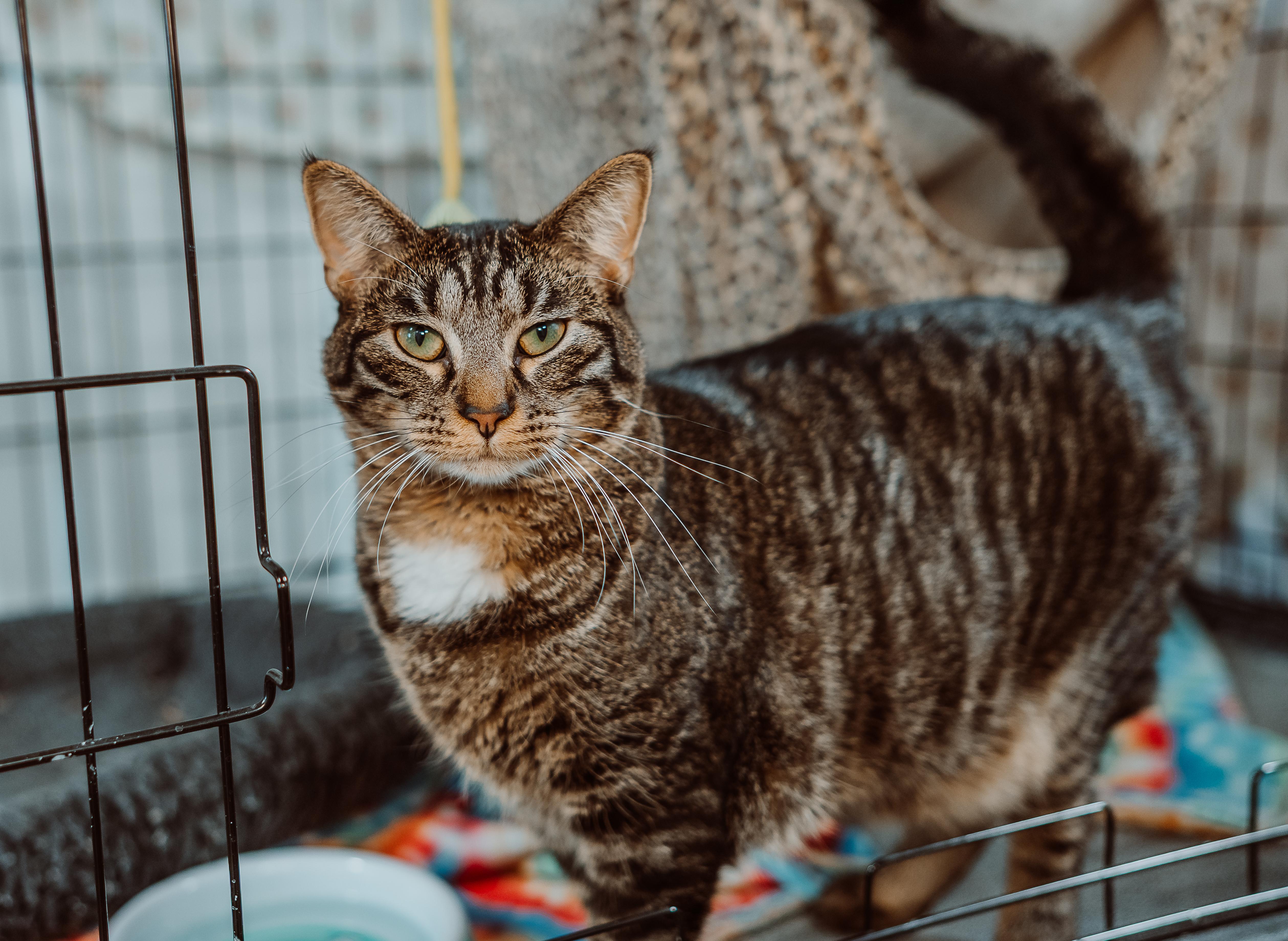 Enlarge Toto & Elphaba - Bonded Pair must be adopted together, a ADOPTABLE Tabby in Le Mars, IA image 2/2
