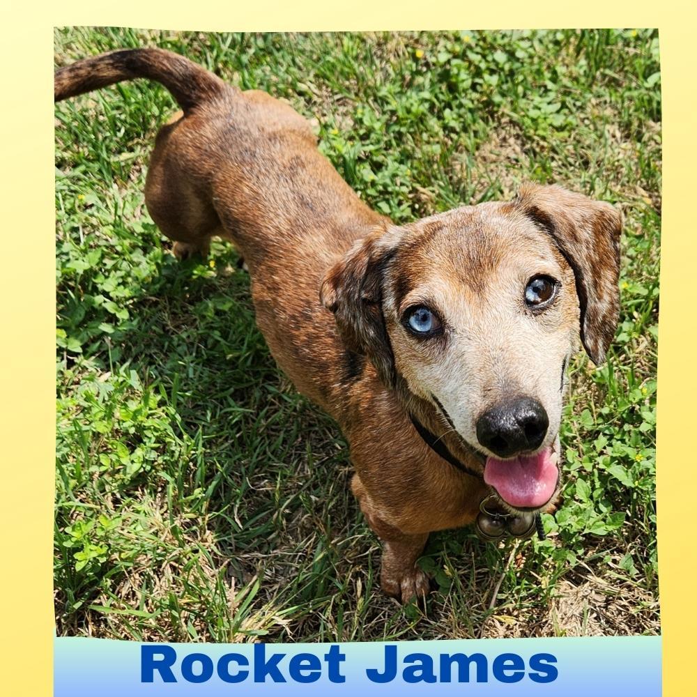 Enlarge Rocket James, a Adopted Dachshund in San Antonio, TX image 1/3
