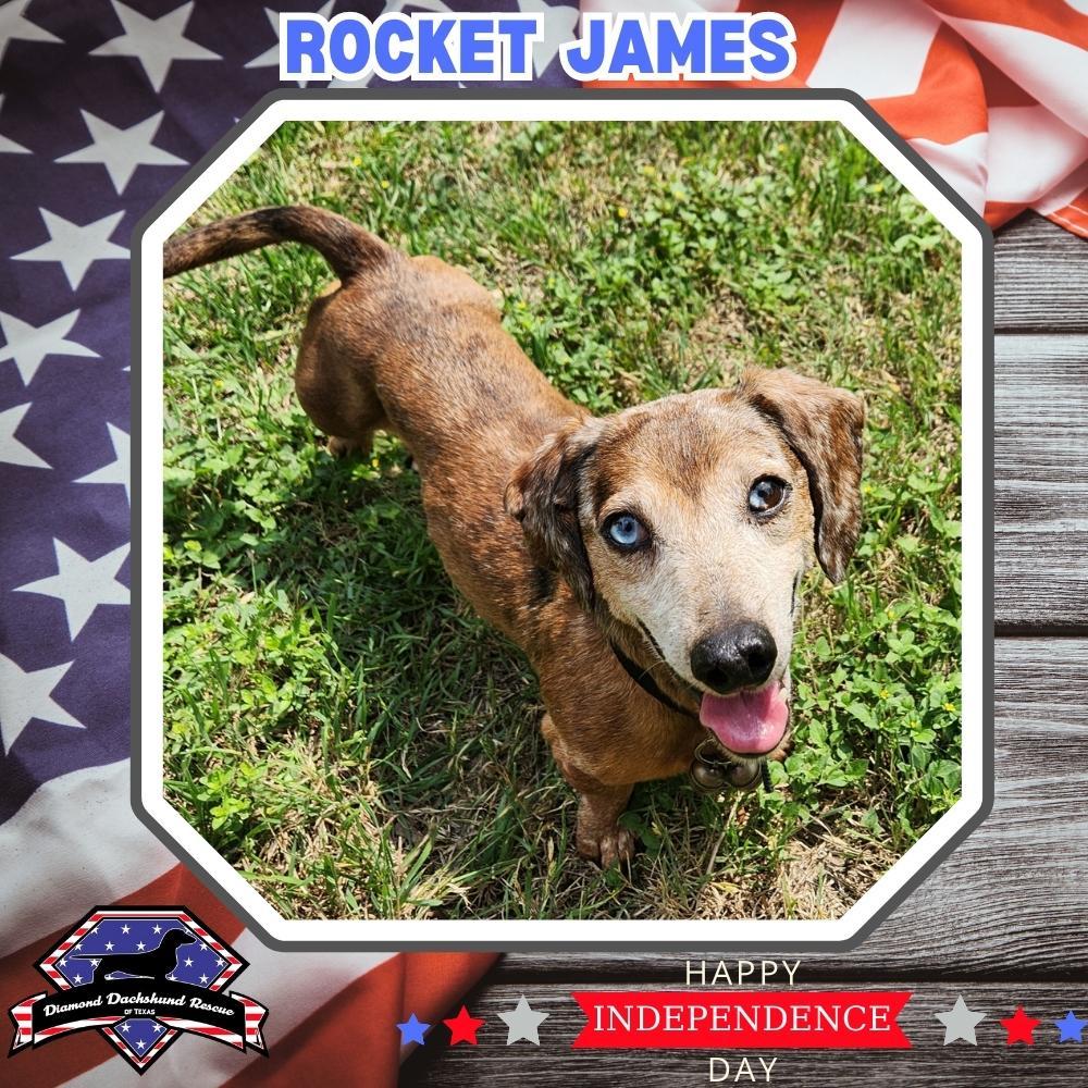 Enlarge Rocket James, a Adopted Dachshund in San Antonio, TX image 2/3
