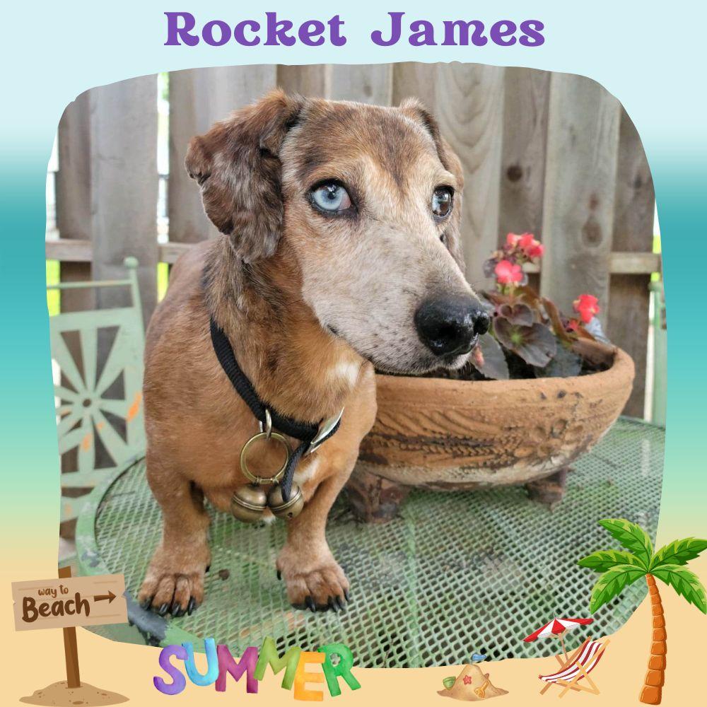 Enlarge Rocket James, a Adopted Dachshund in San Antonio, TX image 3/3