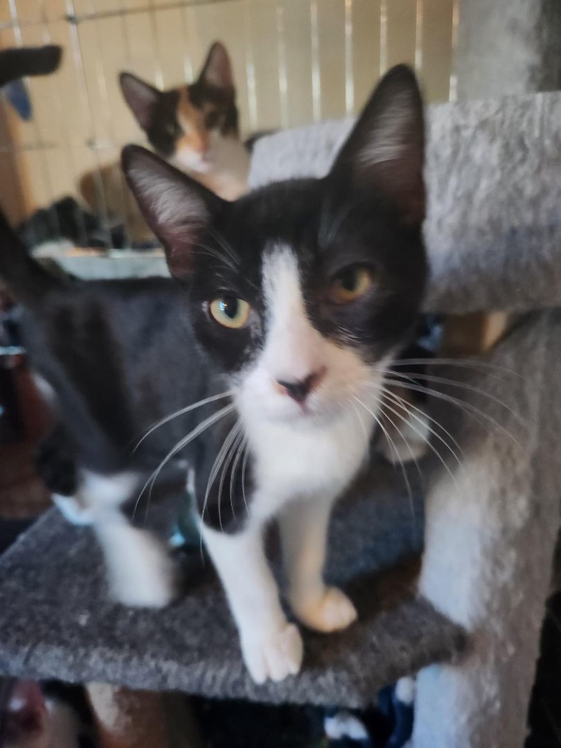 Marvin, Adopted, Kitten Male Domestic Short Hair.