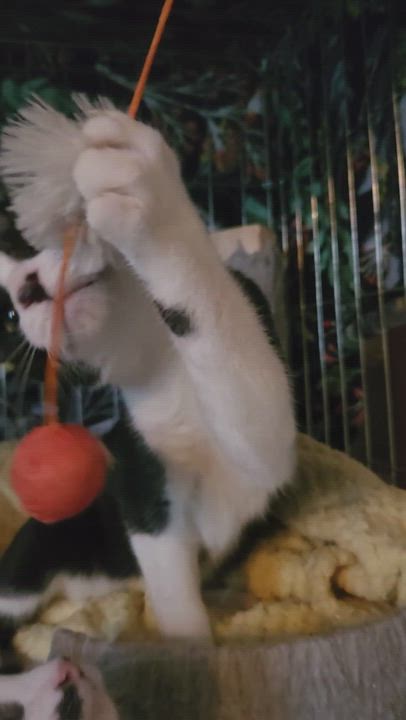 Enlarge Marvin, a Adopted Domestic Short Hair in Westminster, CA video 3/3