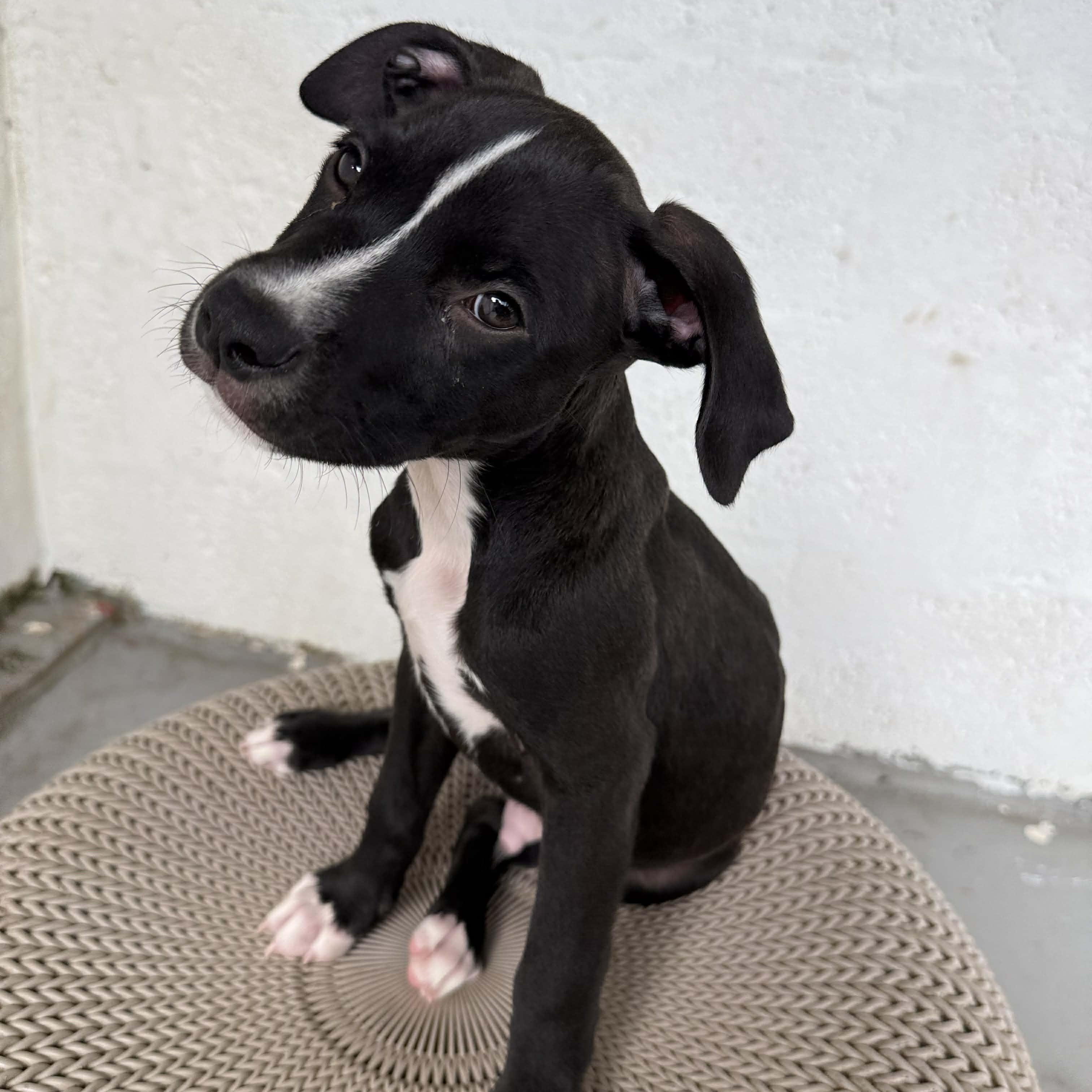 Volcom, a Adoptable mixed breed in Portland, ME image 4/5
