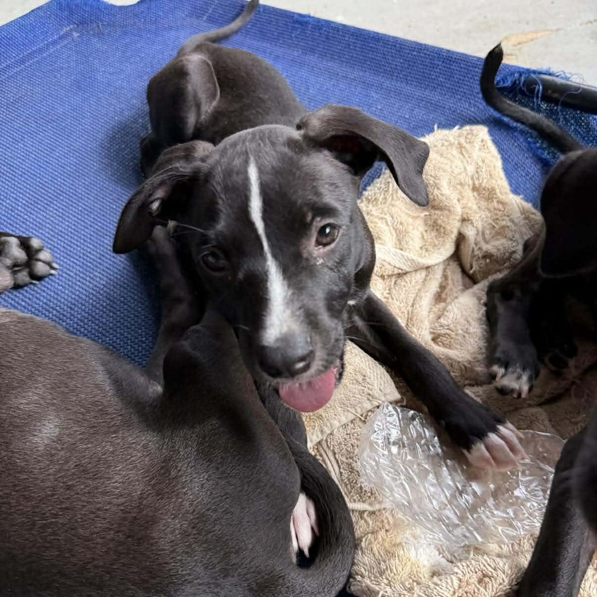 Volcom, a Adoptable mixed breed in Portland, ME image 2/5