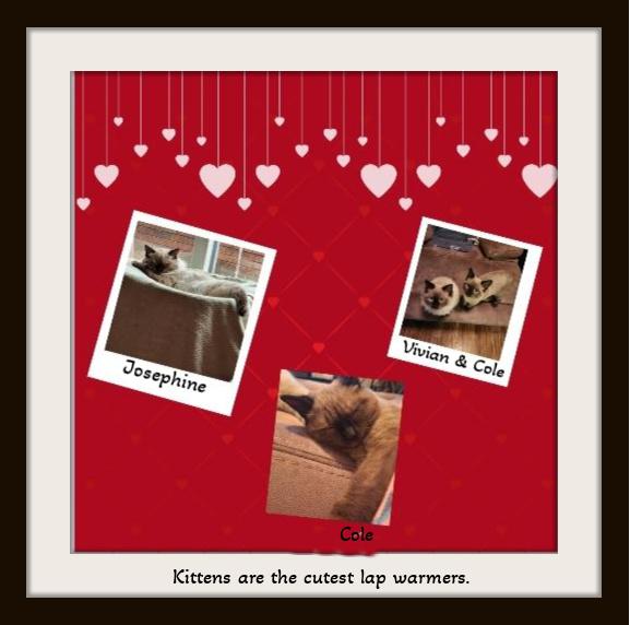 Cole - Tiny Paws thumbnail 2