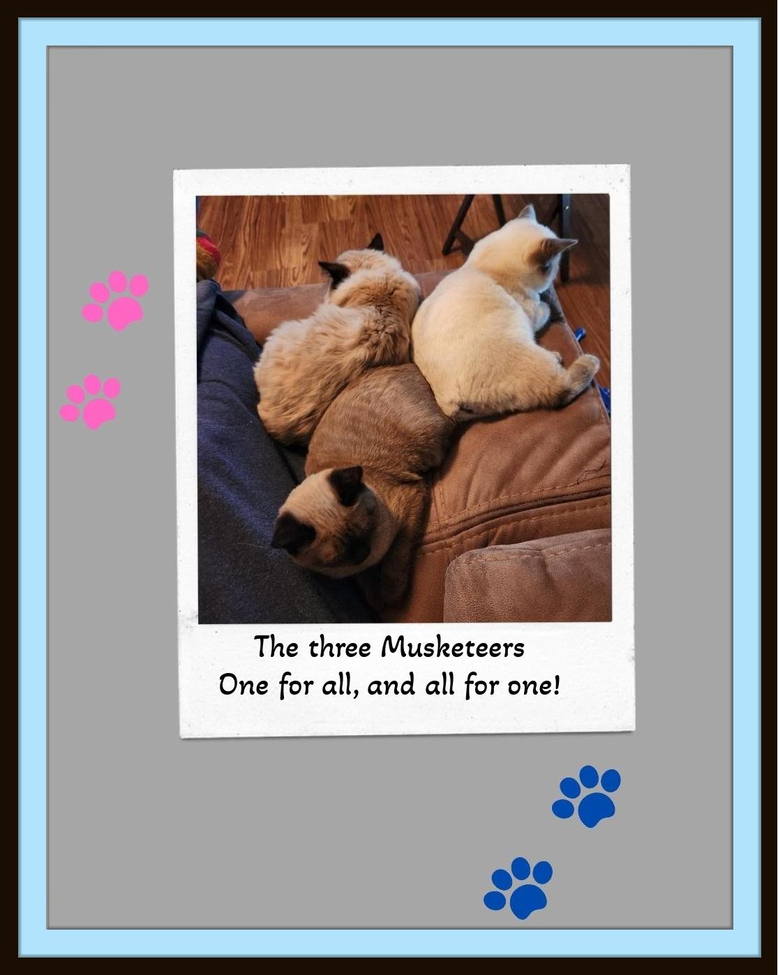 Cole - Tiny Paws thumbnail 3