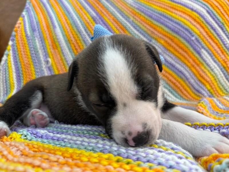 Enlarge George Washington Bridge, a Adoptable mixed breed in Rockford, IL image 5/6