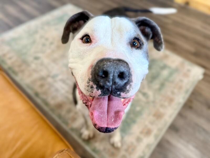 Georgie Smiles with the Best Smile Around Town — thumbnail 3