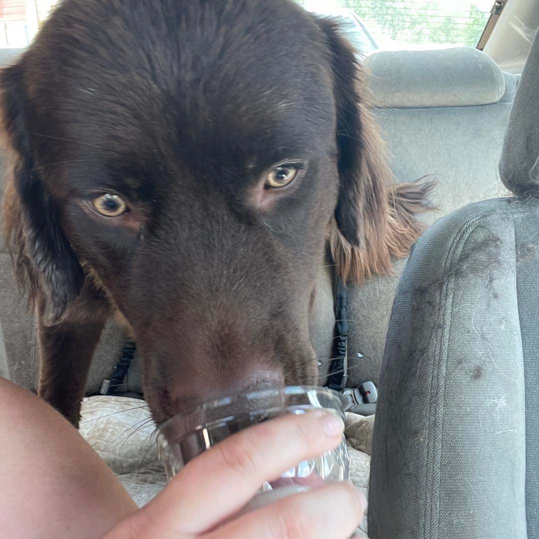 Enlarge Willow, a Adoptable Newfoundland Dog in North Branch, MN image 8/12