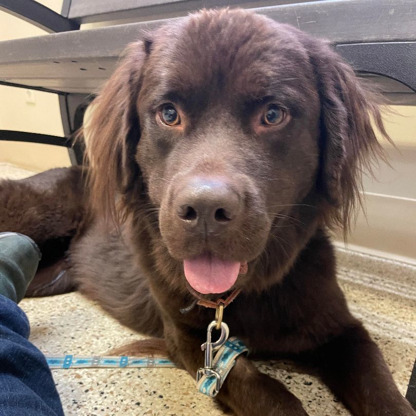 Willow, an adoptable Newfoundland Dog in North Branch, MN, 55056 | Photo Image 1