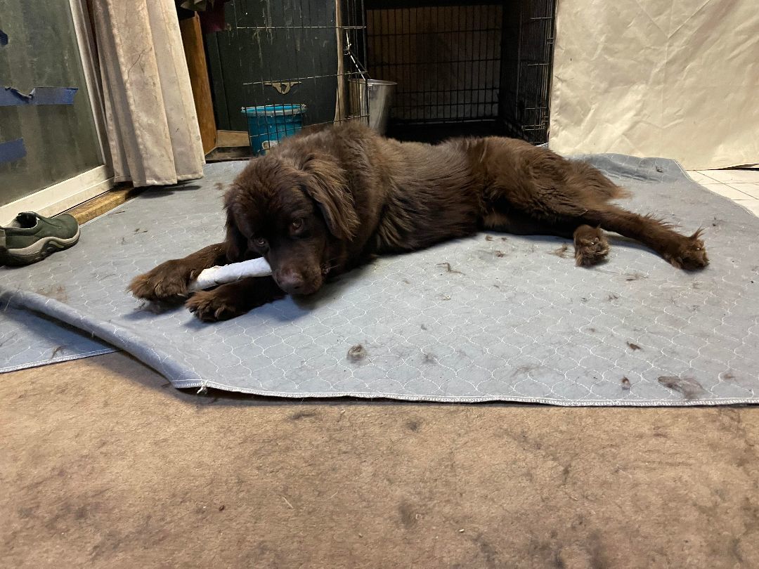 Enlarge Willow, a Adoptable Newfoundland Dog in North Branch, MN image 9/12