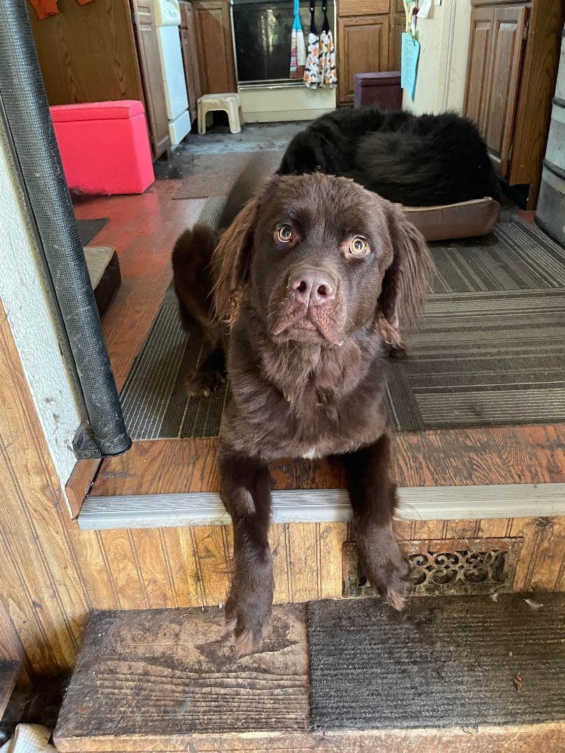 Willow, an adoptable Newfoundland Dog in North Branch, MN, 55056 | Photo Image 4